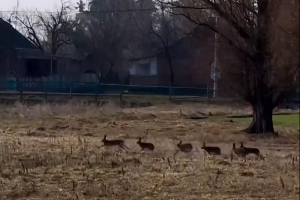 Зайці влаштували танці на городах Житомирщини – соцмережі. ВІДЕО