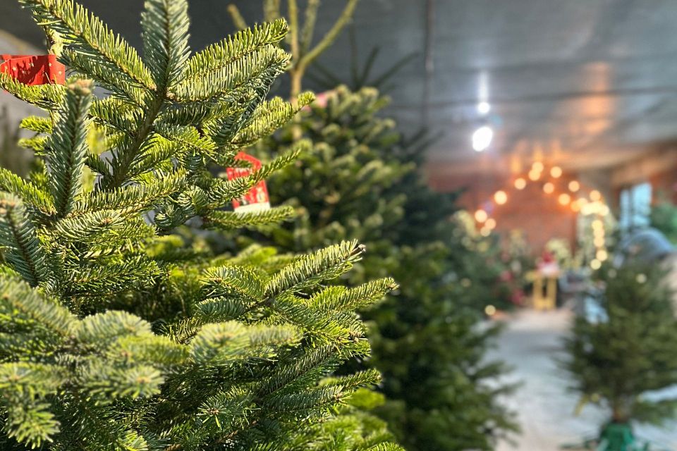 Житомиряни можуть здати новорічні ялинки та сосни на утилізацію