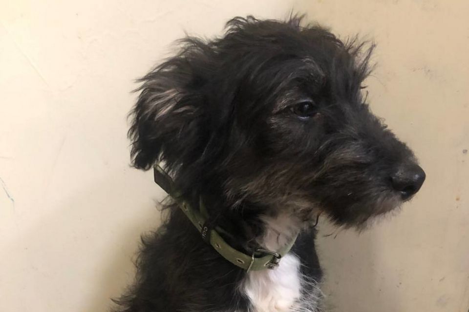 Хвостик шукає родину: у Житомирі цуценя потребує люблячих господарів