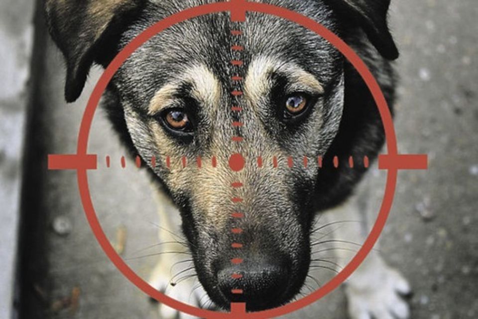 Від 5 до 8 років позбавлення волі загрожує дівчині з Андрушівки, яка вистрілила в собаку і виклала відео в соцмережі