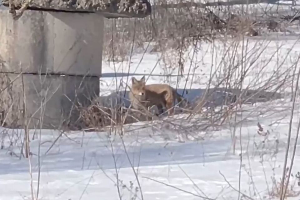 Лисицю помітили на Польовій біля кінотеатру «Космос». ВІДЕО