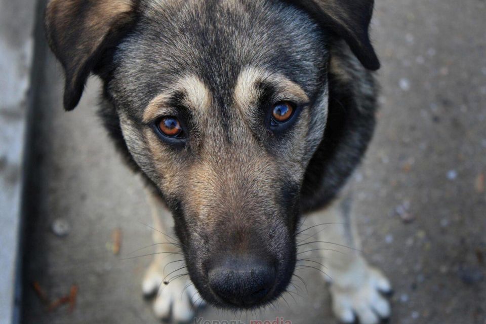 В Озерному чоловік побив свого собаку: поліцейські розпочали розслідування