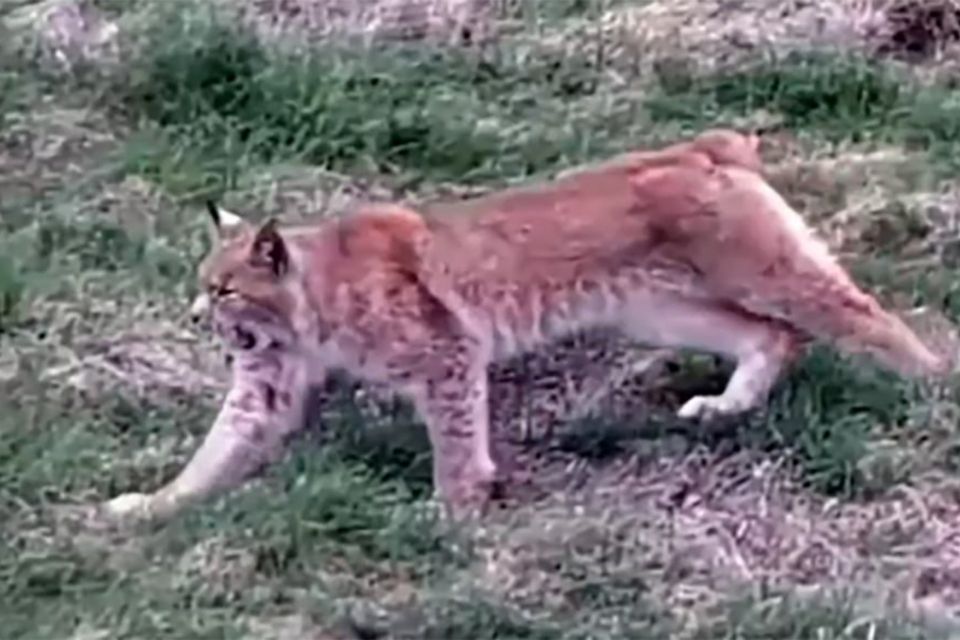 На Житомирщині прикордонники зафіксували ранковий «потягусь» рисі. ВІДЕО