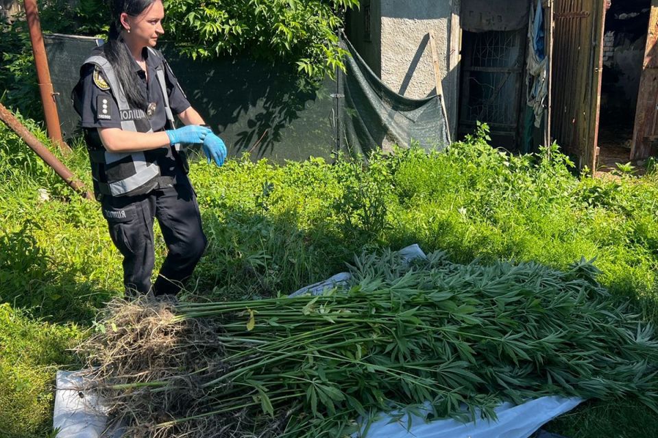 Поліція виявила 247 кущів конопель на присадибній ділянці 51-річного жителя селища Корнина