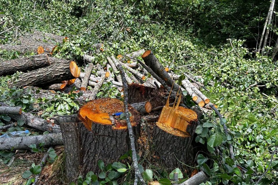 Екологи оцінили збитки від незаконної порубки 68 дерев у Тетерівській громаді у понад 362 тис. грн