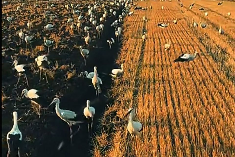Під час жнив сотні, а може й тисячі лелек заполонили одне з українських полів. ВІДЕО