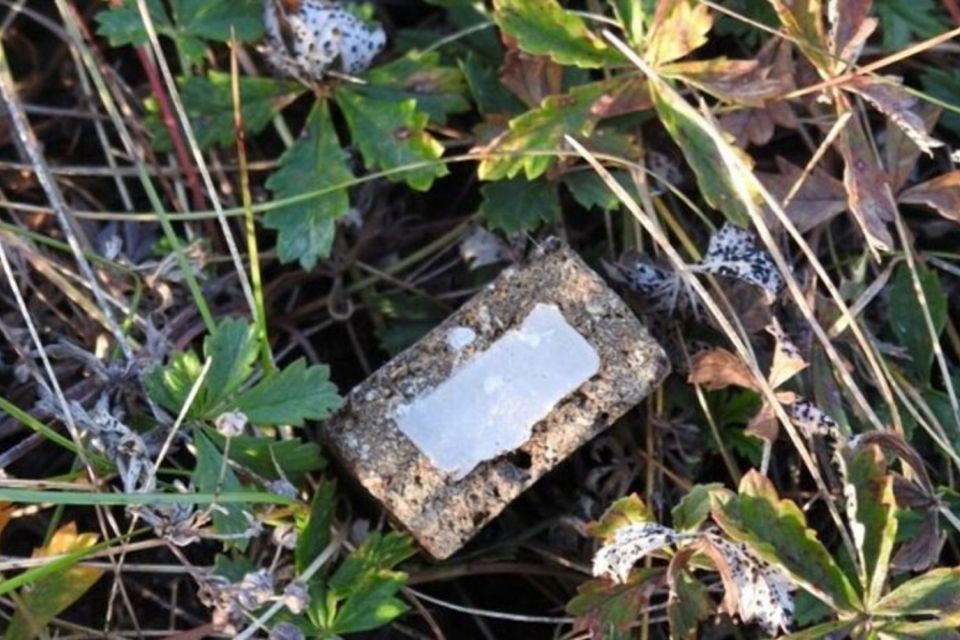 На Житомирщині розпочалася осіння кампанія з пероральної імунізації диких м’ясоїдних тварин проти сказу