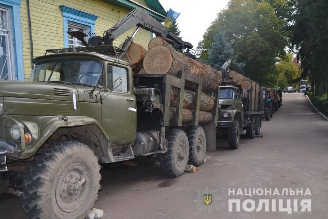У північних районах Житомирщини викрили підпільних лісорубів