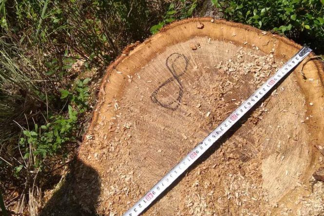 Житомирські лісівники виявили незаконно зрубані дуби у Биківському і Кам'янському лісництвах