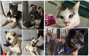 Пухнастики шукають господарів: оголошення станом на 12 квітня