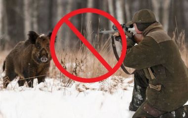 Увага! Проведення будь-якого полювання на території Житомирщини заборонено!