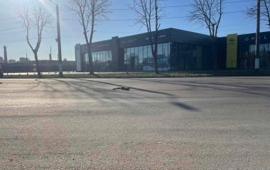 У Житомирі побільшало диких лисиць: ризик сказу та що робити мешканцям