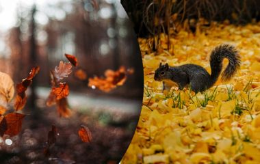 7 листопада: все про цей день, яке свято, що не можна робити і погода у Житомирі