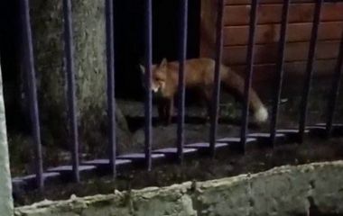 УВАГА! 2 грудня у Житомирі на території дошкільного навчального закладу №44 зафільмували на відео лисицю