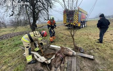 Операція з порятунку коня: в селі Дашинка рятувальники визволяли тварину з 3-метрового колодязя