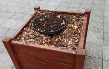 На Михайлівській вкрали одну з 5 ялинок, якими прикрасили вулицю. ФОТО