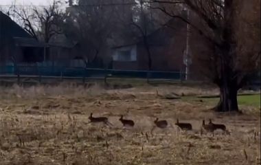 Зайці влаштували танці на городах Житомирщини – соцмережі. ВІДЕО