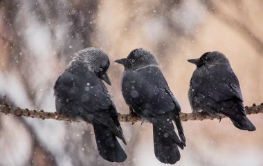 29 грудня: яке сьогодні свято, прикмети, традиції і погода у Житомирі