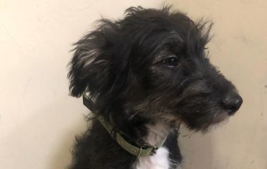 Хвостик шукає родину: у Житомирі цуценя потребує люблячих господарів