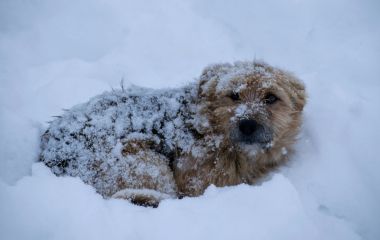 В Україні тривають морози — за попередніми прогнозами, не потіпліє до кінця січня