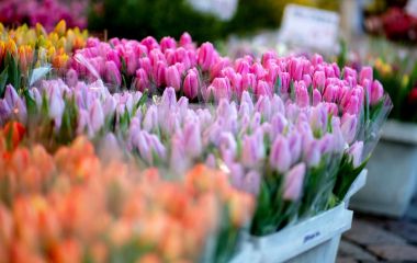 У Житомирі з 1 березня працюватимуть тимчасові майданчики для продажу живих квітів