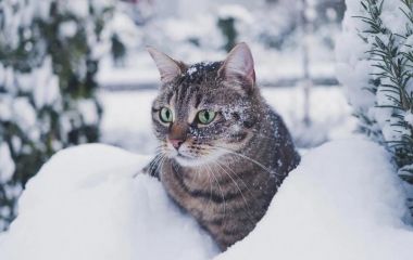 Зима попрощається з житомирянами поверненням морозів, ожеледицею і опадами у вигляді дощу і мокрого снігу