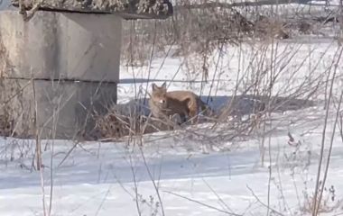 Лисицю помітили на Польовій біля кінотеатру «Космос». ВІДЕО