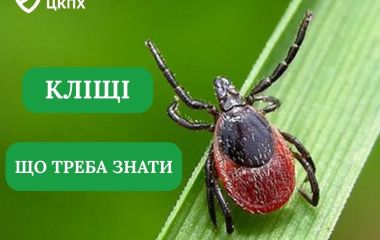 Кліщі та хвороби, про які варто знати
