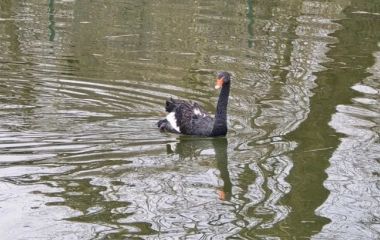 Чорні лебеді повернулися до Ботанічного саду. ФОТО