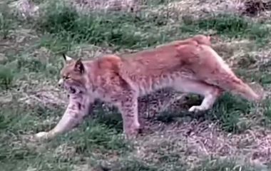 На Житомирщині прикордонники зафіксували ранковий «потягусь» рисі. ВІДЕО