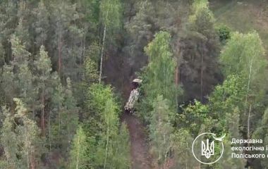 У Коростенському районі виявили факт незаконної порубки восьми беріз