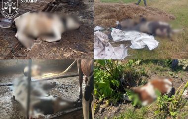 Через службову недбалість директора державного підприємства на Звягельщині загинула худоба – йому повідомлено про підозру
