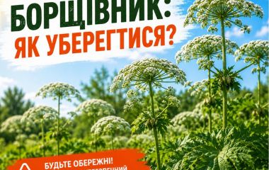Борщівник: як уберегтися?
