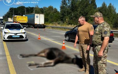 На об’їзній дорозі Житомира під колесами вантажівки загинула червонокнижна лосиха