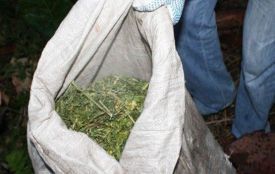 У Житомирській області затримали безхатька з Дніпропетровщини, котрий зберігав близько 5 кг конопель