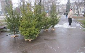 Де придбати ялинку у Житомирі: адреси