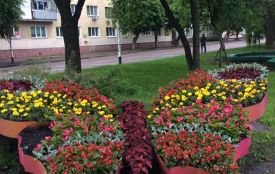 З клумб у Житомирі знову почати красти квіти