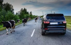 144 мільйони за дорогу між двома корівниками