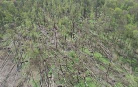 Смерч у  Новоград-Волинському районі пошкодив 20 гектарів лісу
