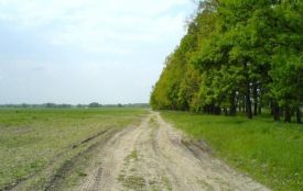 Біля Коростеня знайшли тіло зниклої напередодні жінки