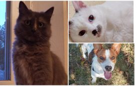 Пухнастики шукають господарів: оголошення станом на 28 вересня