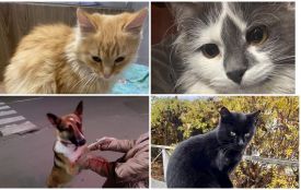 Пухнастики шукають господарів: оголошення станом на 16 листопада