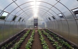 Аграрії Житомирщини отримали 74,8 млн грн грантової підтримки на розвиток садів і теплиць