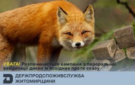 Жителів Житомирщини просять не чіпати приманки під час пероральної імунізації диких м`ясоїдних тварин від сказу