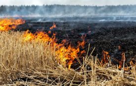 У Житомирі під час пожежі сухої трави та очерету загинув 60-річний чоловік