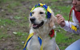 У Житомирі відбудеться Всеукраїнська виставка собак всіх порід