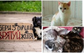 Пухнастики шукають господарів: оголошення станом на 18 травня