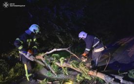 У Житомирському і Звягельському районах рятувальники прибрали дерева, повалені вітром на дорогу