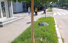 У Житомирі невідомі вандали здерли кору з молодих дерев