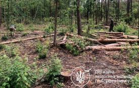 Держекоінспекція Поліського округу виграла судову справу щодо стягнення з ДП «Грозинське» майже 15 млн грн за незаконну порубку лісу